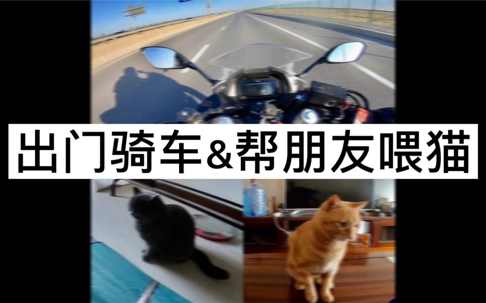 视频封面：出门骑车&帮朋友喂猫-萌宠,猫,机车,摩托车,GSX250